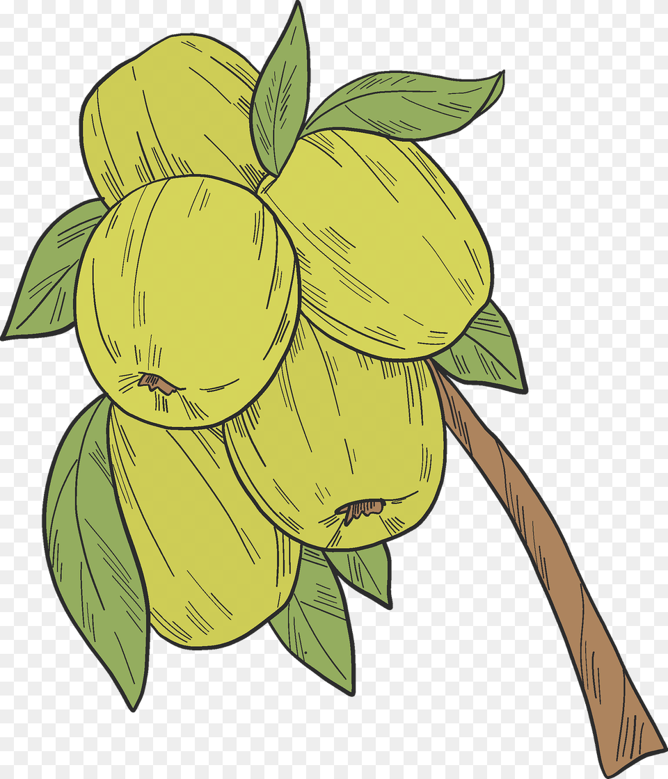 Green Apples On A Branch Clipart, Food, Fruit, Plant, Produce Png Image