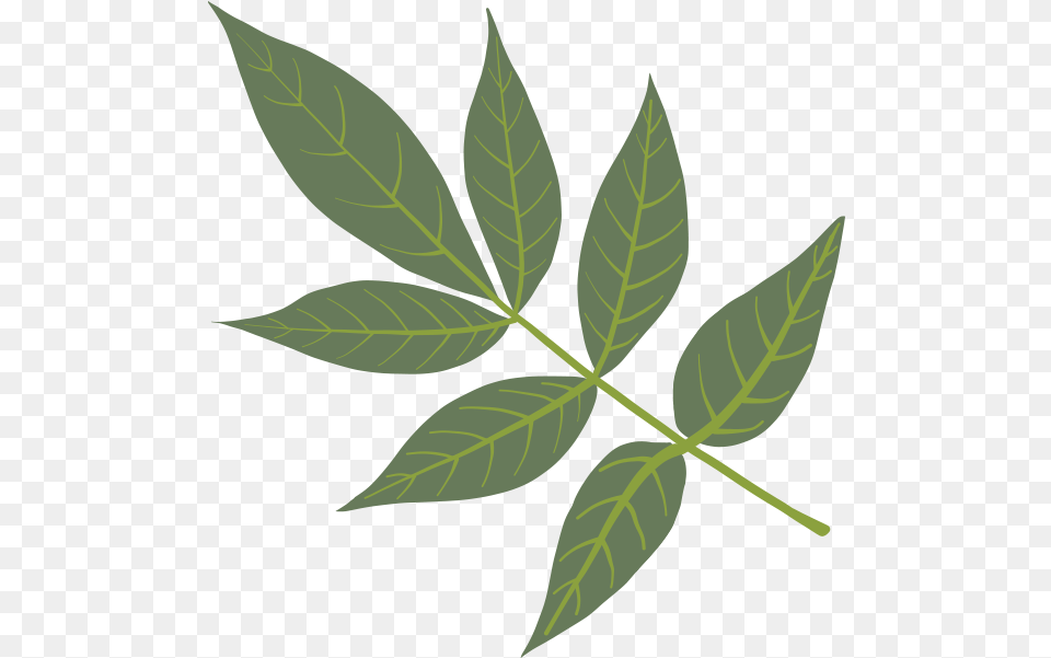Green Ash Bay Laurel, Leaf, Plant, Tree Free Transparent Png