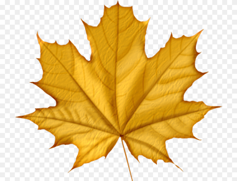 Green Autumn Leaves, Leaf, Plant, Tree, Maple Leaf Free Png Download