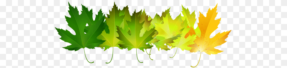 Green Autumn Leaves Transparent Clip Art Image Clipart, Leaf, Plant, Maple Leaf, Tree Free Png Download