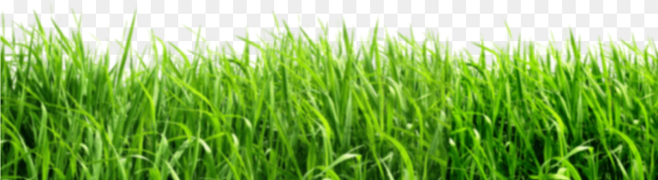 Green Background Grass, Lawn, Plant, Vegetation Free Png
