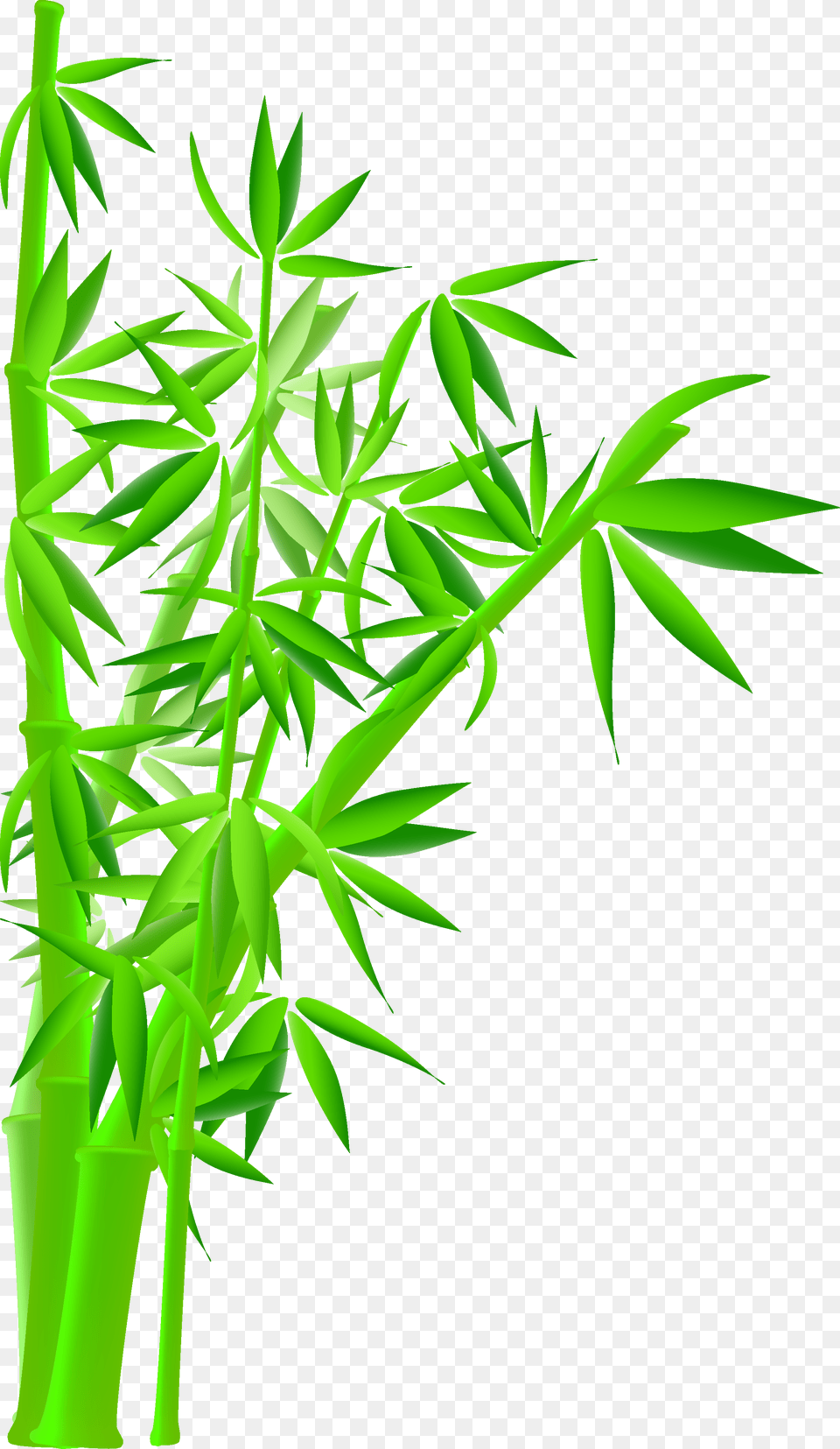 Green Bamboo Graphic Black And White, Plant Free Png Download