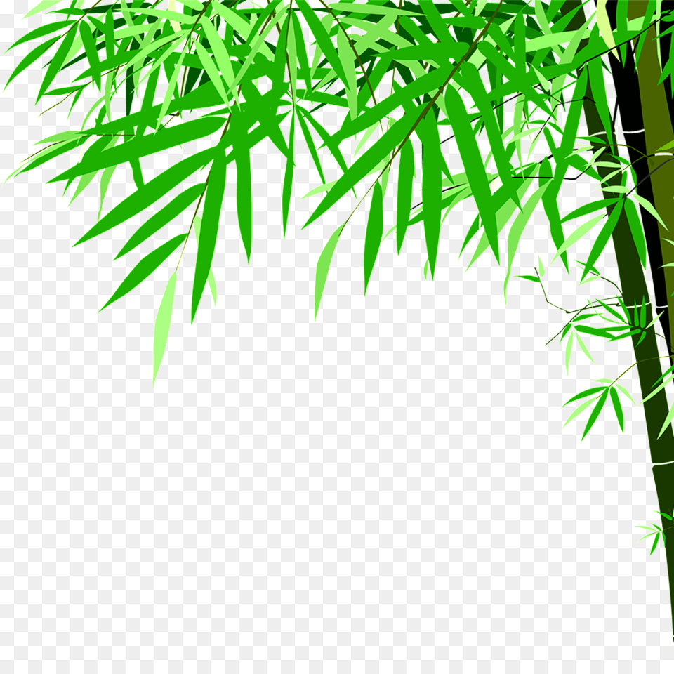 Green Bamboo High Definition Beauty Download, Vegetation, Tree, Rainforest, Plant Free Transparent Png