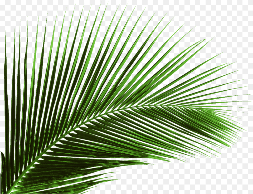 Green Banana Leaf Leaves Palm Tree Leaves, Palm Tree, Plant, Vegetation Png