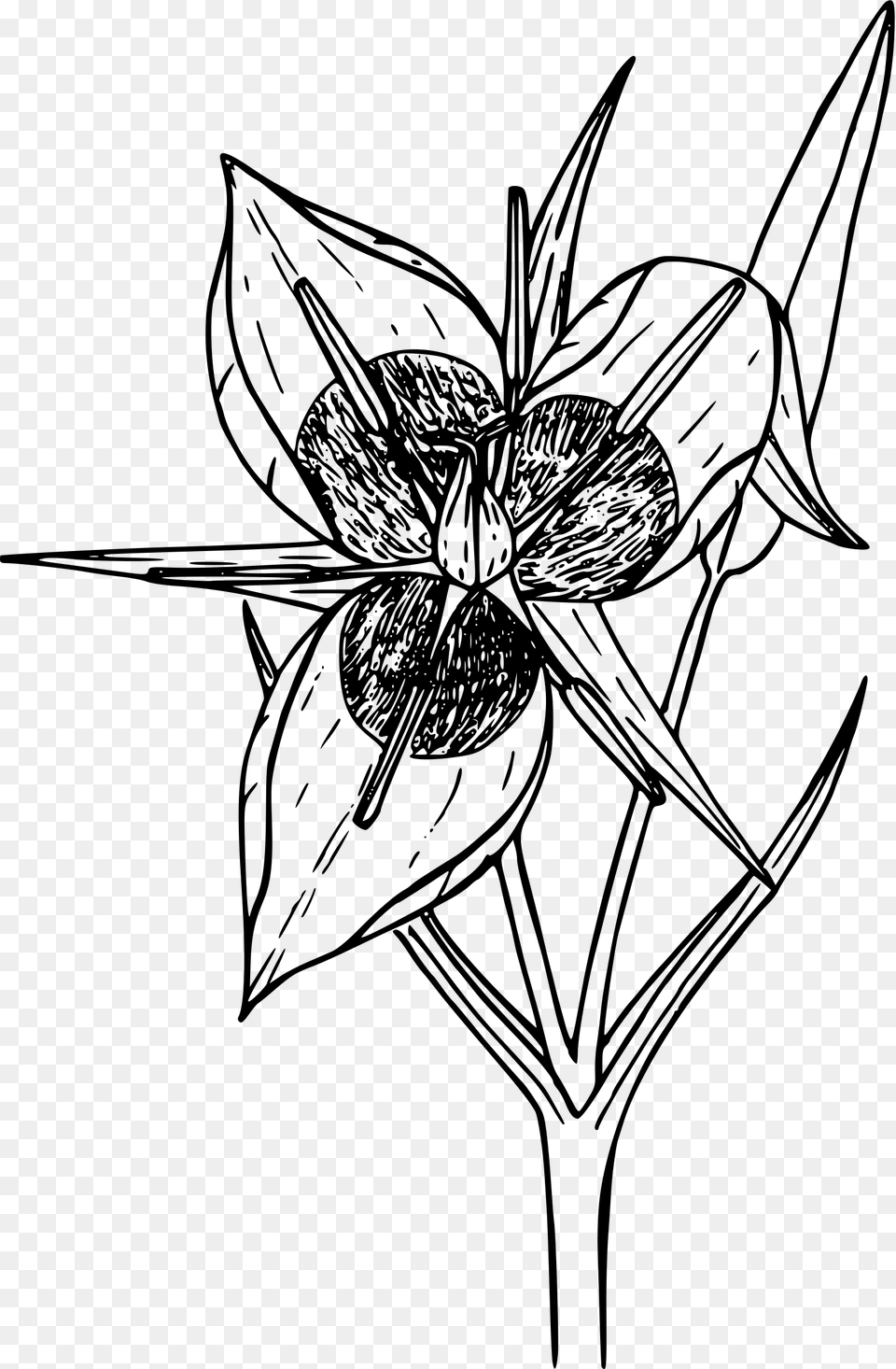 Green Banded Star Tulip Clip Arts, Gray Free Png Download