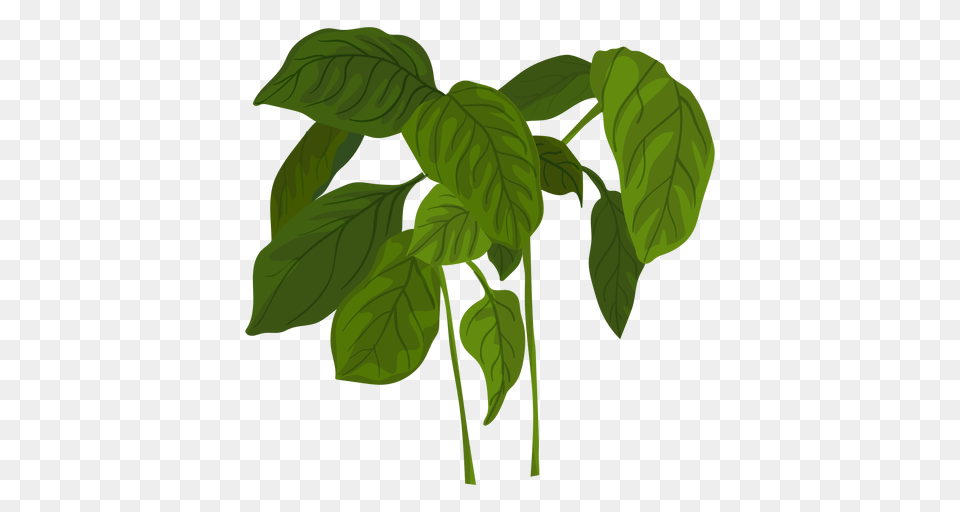Green Basil Herb Illustration, Herbs, Leaf, Mint, Plant Free Png