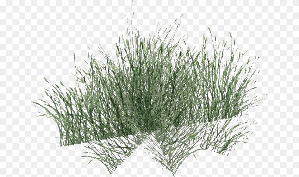 Green Beach Grass File Long Grass, Plant, Vegetation, Flower Free Transparent Png