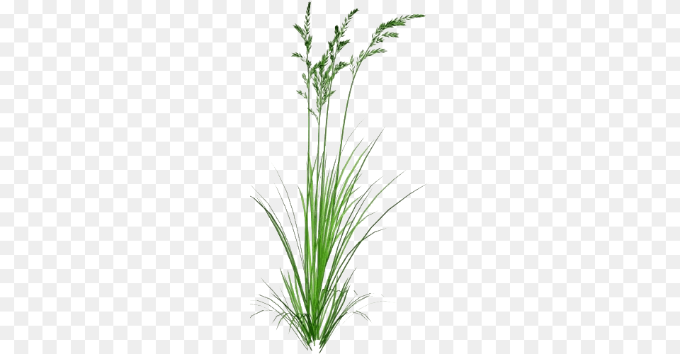 Green Beach Grass Photos Beach Grass, Plant, Agavaceae Png