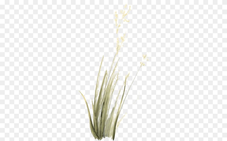 Green Beach Grass Transparent Background Sweet Grass, Anther, Flower, Plant Free Png Download
