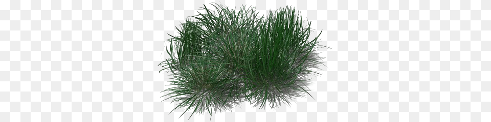 Green Beach Grass Transparent Beach Grass, Plant, Tree, Vegetation, Potted Plant Png Image