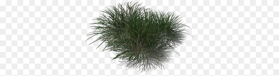Green Beach Grass Transparent Non Vascular Land Plant, Potted Plant, Chandelier, Outdoors, Nature Png