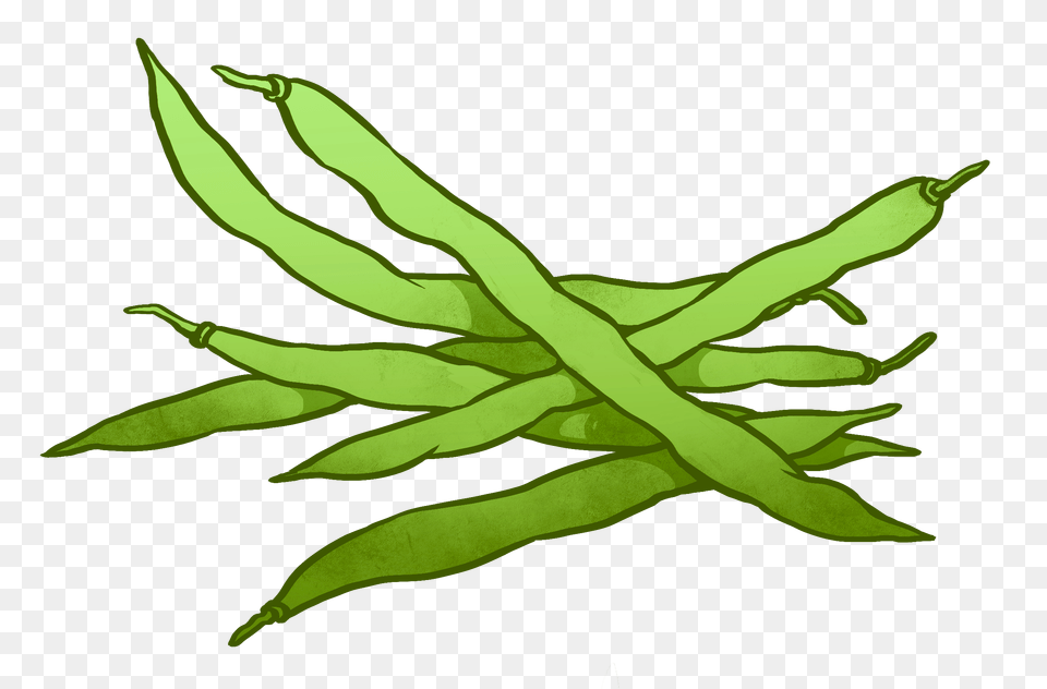 Green Bean, Food, Plant, Produce, Vegetable Free Transparent Png