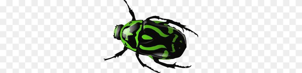 Green Beetle Clip Art Vector, Animal, Invertebrate, Insect, Bee Free Png Download