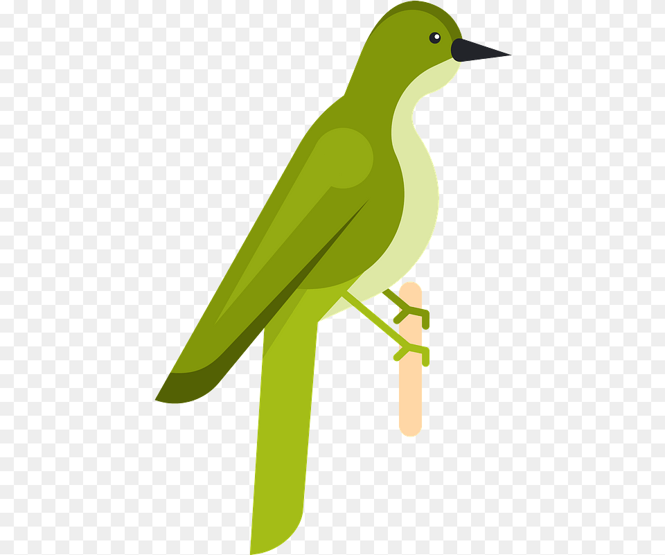 Green Bird Clipart Old World Flycatchers, Animal, Beak, Person Png