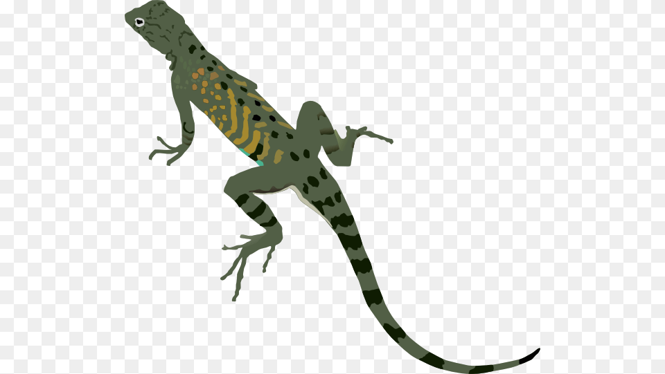 Green Black Lizard Clip Lizard Clipart No Background, Animal, Gecko, Reptile, Anole Png