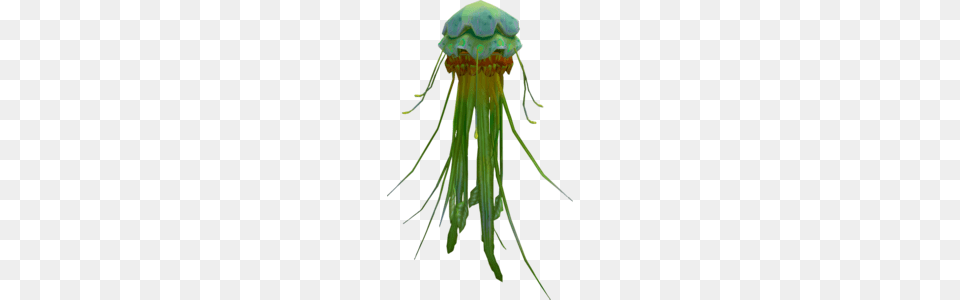 Green Blubber Jellyfish, Animal, Sea Life, Invertebrate, Chandelier Free Png Download