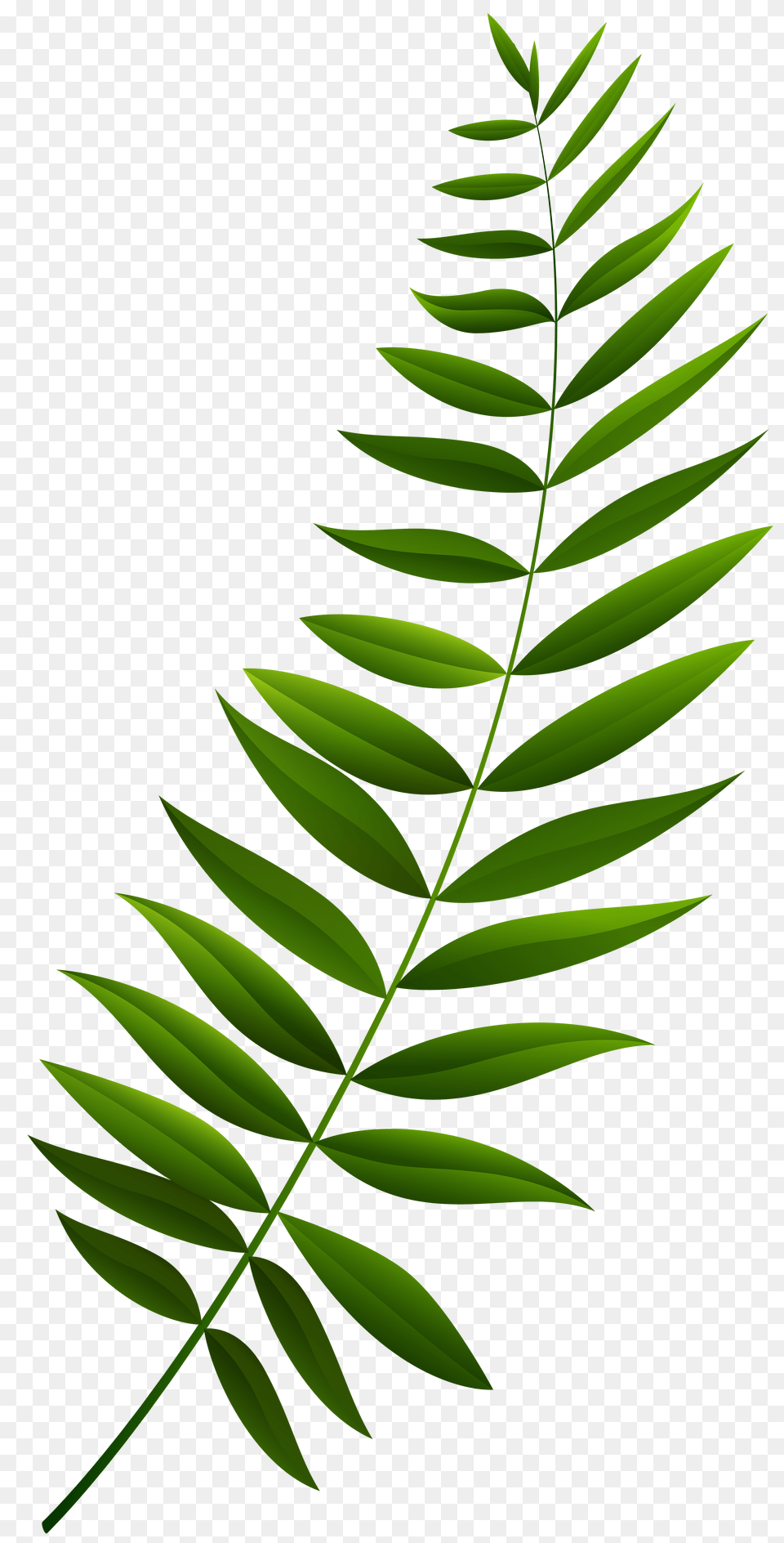 Green Branch Clip Art, Leaf, Moss, Plant, Fern Free Transparent Png