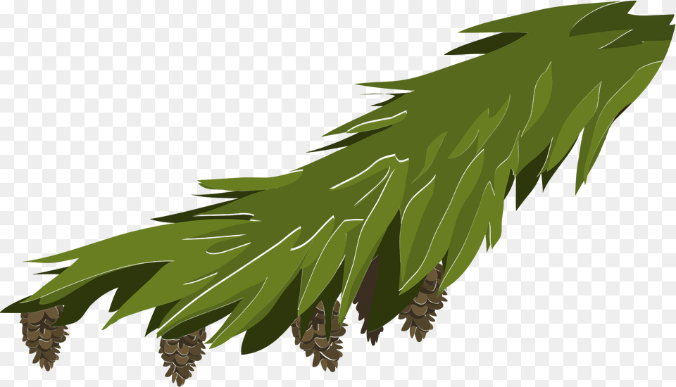 Green Branch Pinecone Clipart, Conifer, Tree, Plant, Outdoors Png