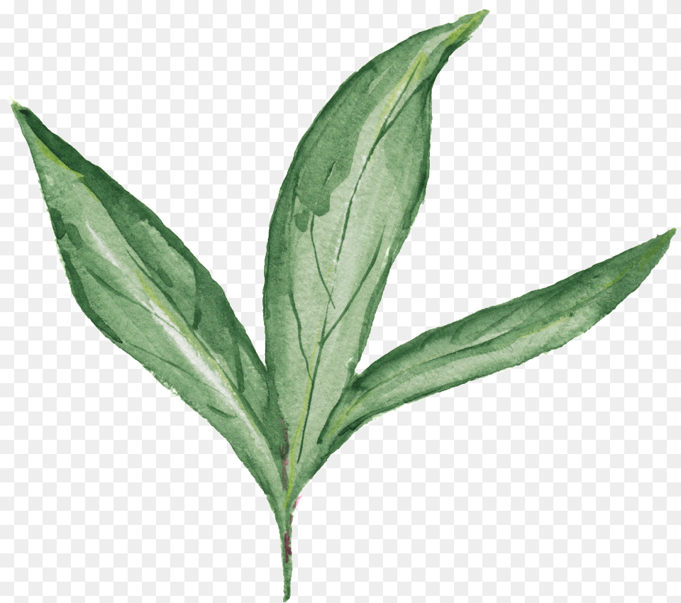 Green Branches And Leaves Decorative Erythroxylaceae, Herbal, Herbs, Leaf, Plant Free Transparent Png