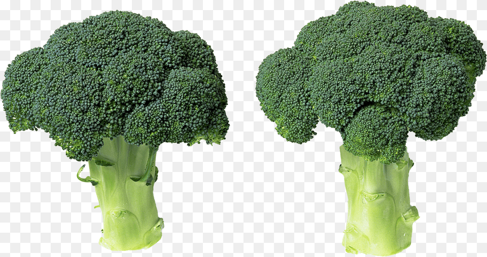 Green Broccoli File Superfood Free Png