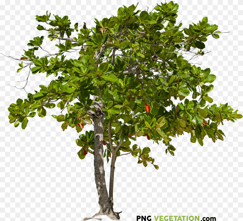 Green Bush Free Png