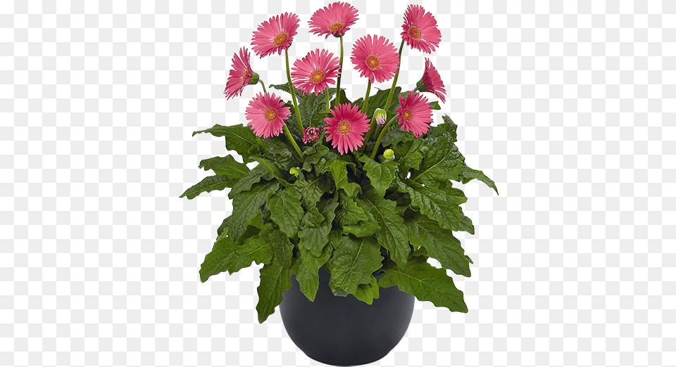 Green Bush, Daisy, Flower, Flower Arrangement, Flower Bouquet Free Transparent Png