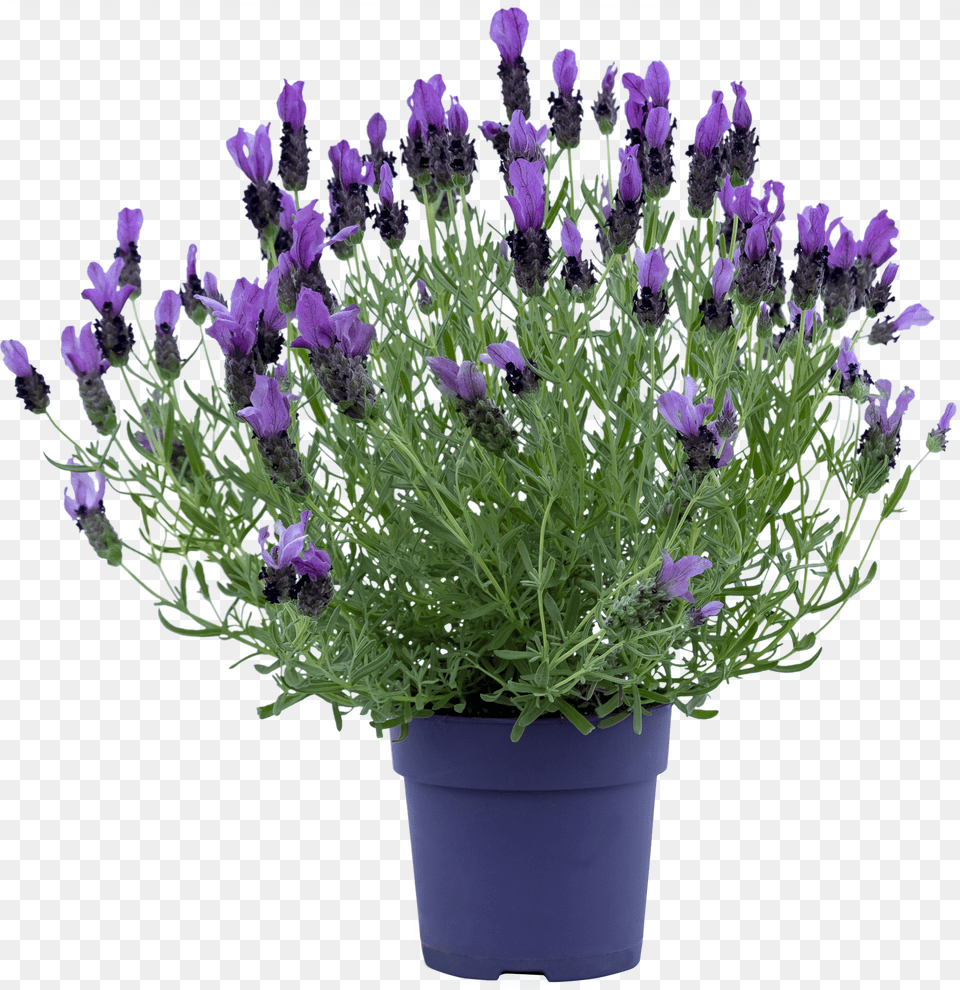 Green Bush Free Png Download