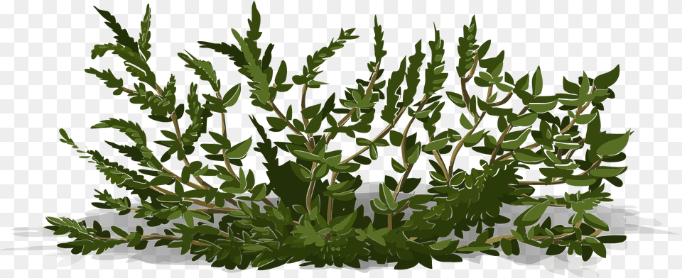 Green Bush Seethrough Clipart, Grass, Plant, Vegetation, Tree Png Image