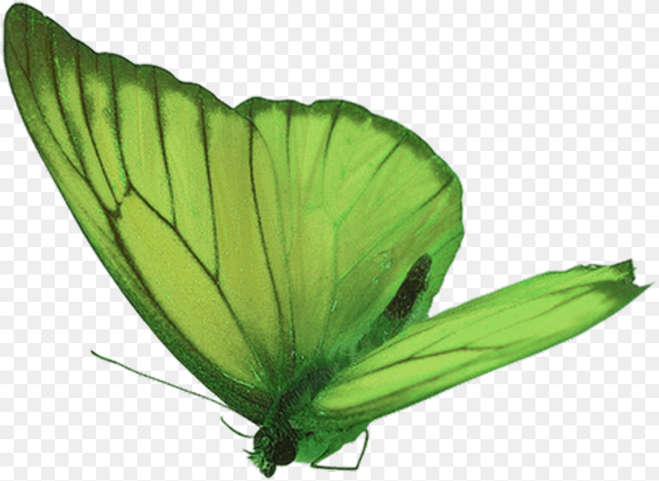 Green Butterfly, Plant, Animal, Insect, Invertebrate Free Png