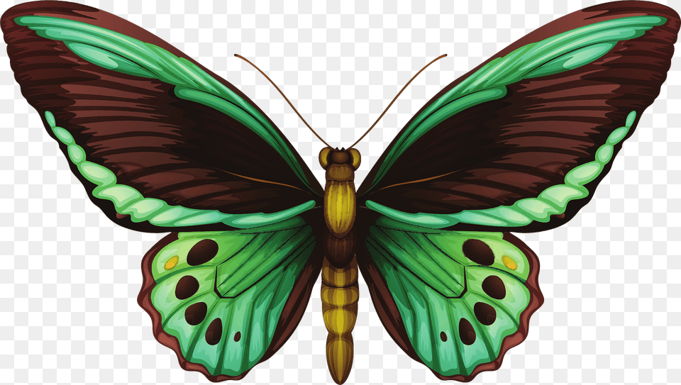 Green Butterfly Clipart, Animal, Insect, Invertebrate, Moth Free Png