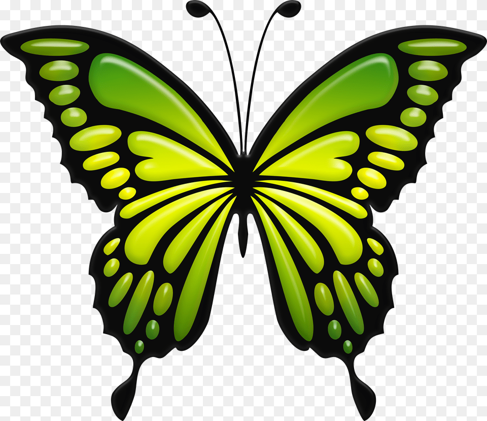 Green Butterfly Download Png