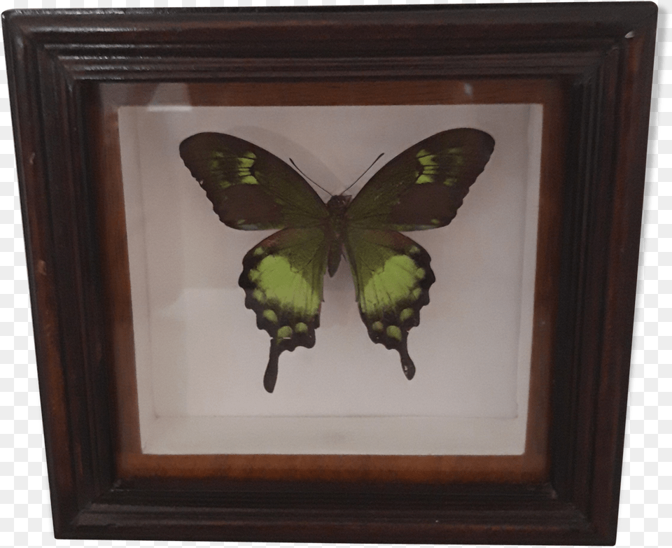 Green Butterfly Framesrc Https Papilio, Art, Plant, Painting Png Image