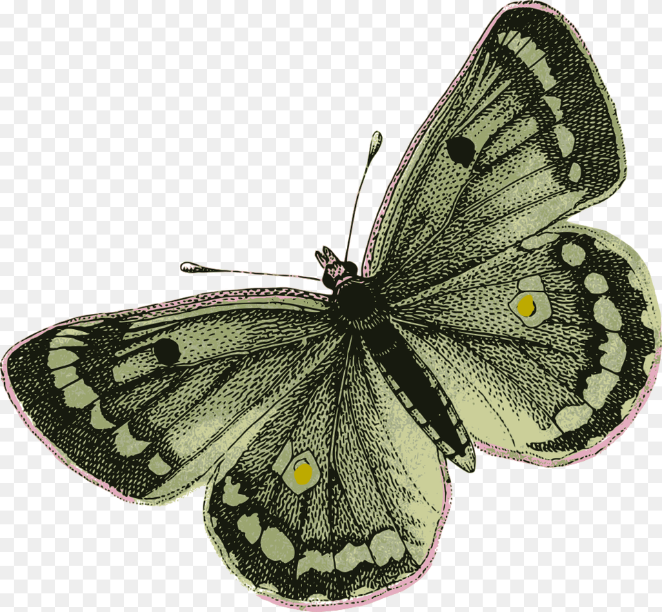 Green Butterfly Green Butterfly Animal, Insect, Invertebrate, Art Free Transparent Png