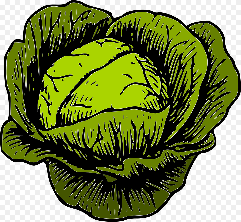 Green Cabbage, Vegetable, Produce, Plant, Leafy Green Vegetable Free Transparent Png