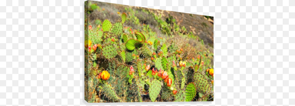 Green Cactus With Red And Yellow Flower Texture Background Yellow, Plant, Person Free Transparent Png