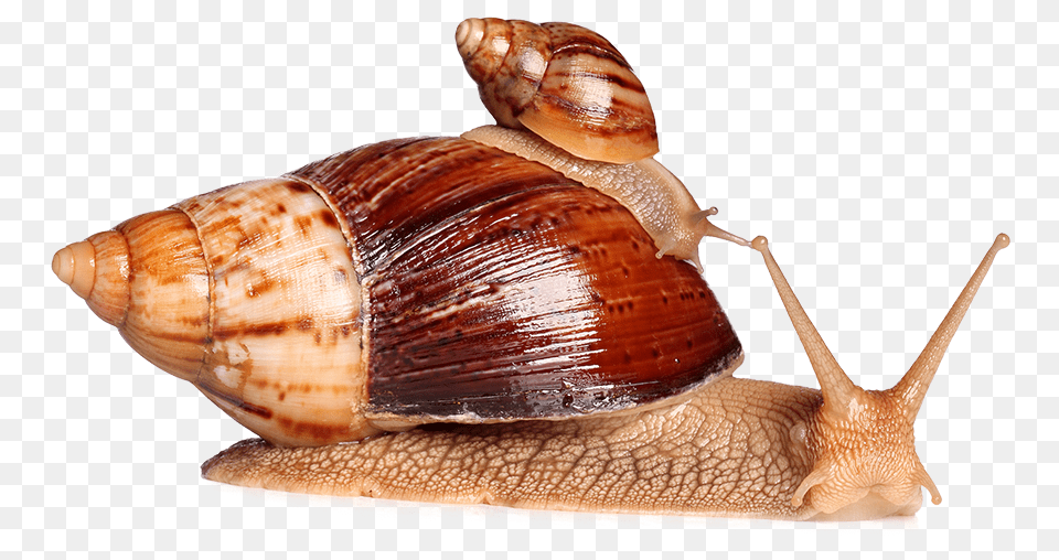 Green Cavier Giant African Snail, Animal, Insect, Invertebrate, Sea Life Png