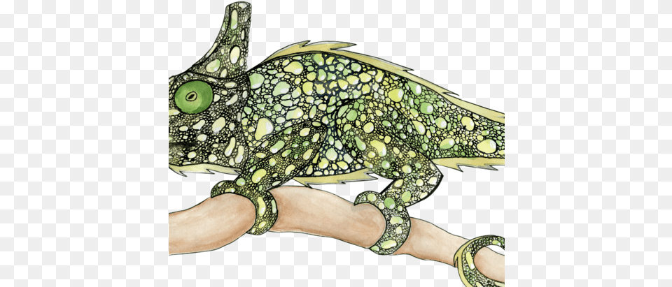 Green Chameleon Cartoon, Animal, Iguana, Lizard, Reptile Free Png