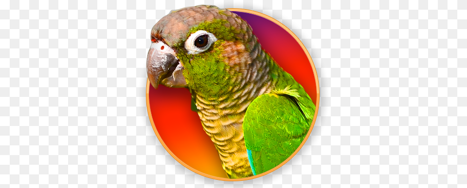 Green Cheek Conure, Animal, Bird, Parrot, Parakeet Free Png