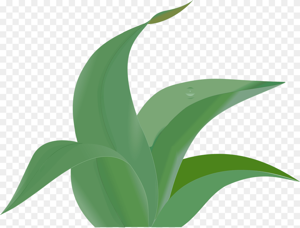 Green Clipart, Leaf, Plant Png