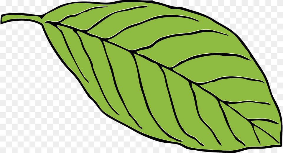 Green Clipart, Leaf, Plant, Annonaceae, Tree Png Image