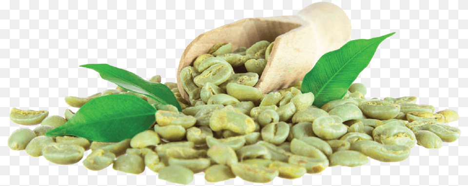 Green Coffee Grano Price In India, Beverage, Plant, Coffee Beans Free Transparent Png