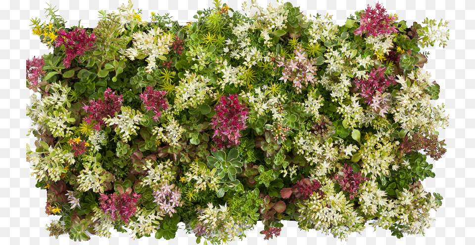 Green Color Splash Download, Flower, Plant, Geranium, Herbal Free Transparent Png