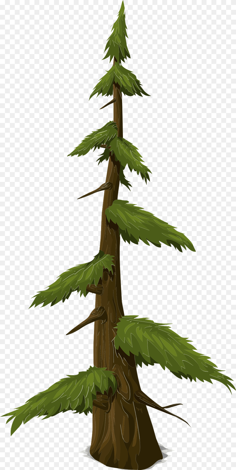 Green Coniferous Tree Clipart, Conifer, Fir, Pine, Plant Png Image