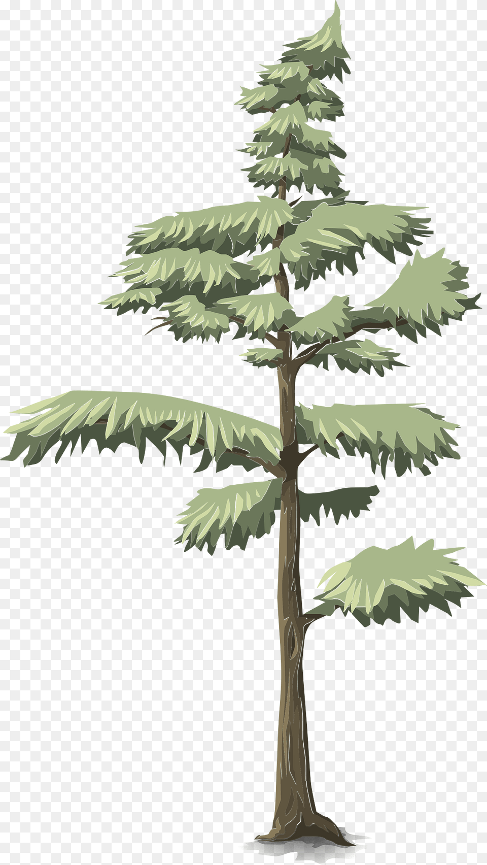 Green Coniferous Tree Clipart, Plant, Conifer, Pine, Vegetation Png Image