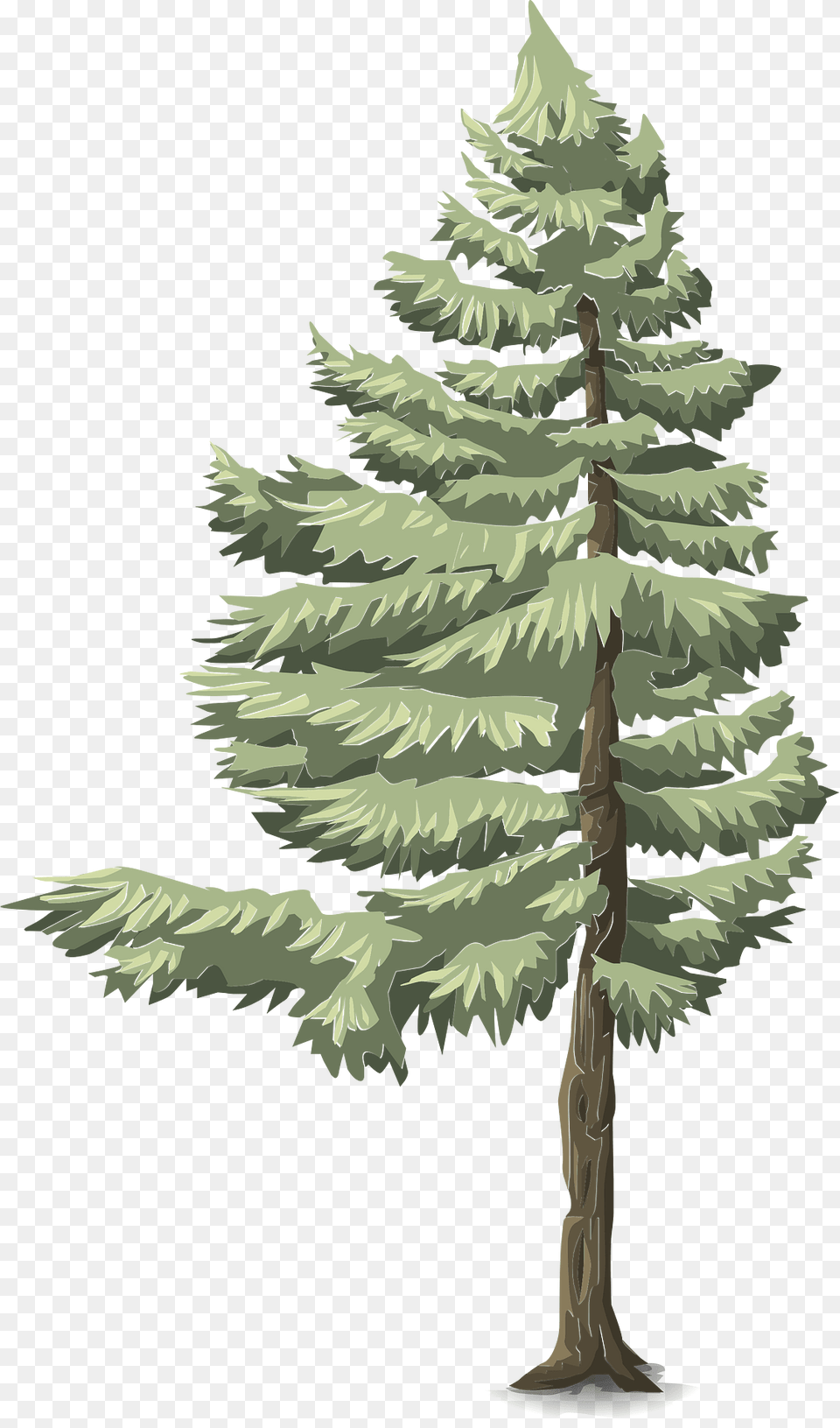 Green Coniferous Tree Clipart, Conifer, Fir, Pine, Plant Png