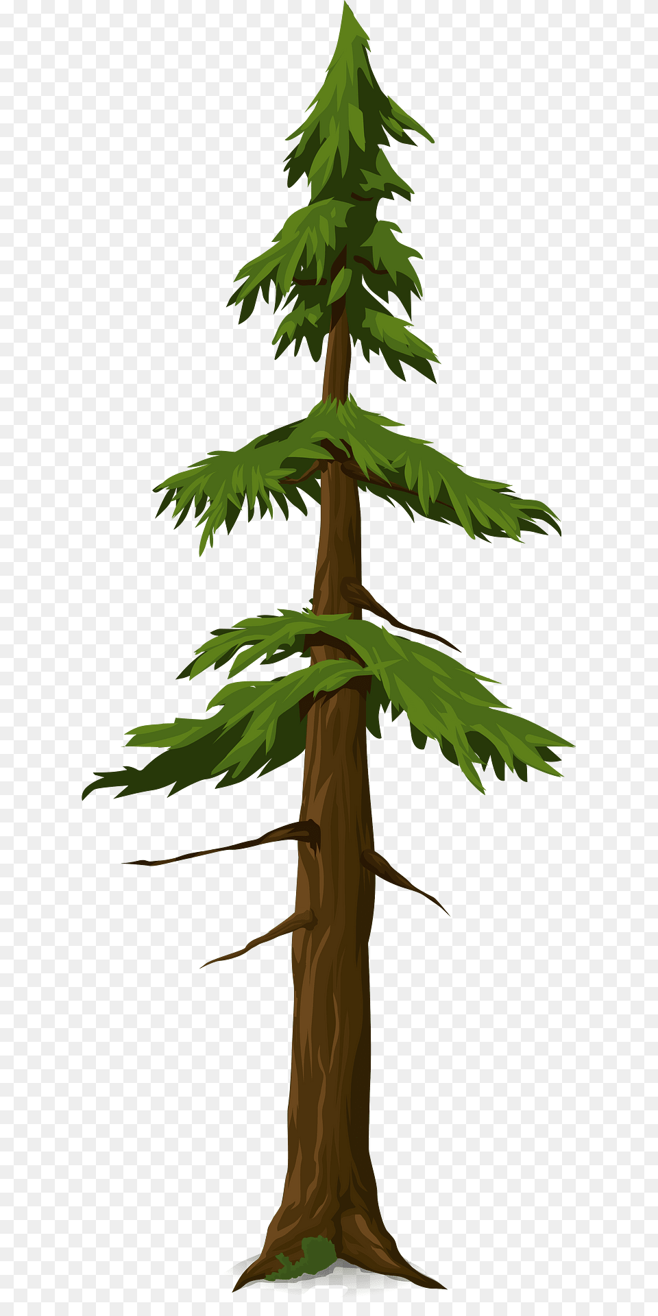Green Coniferous Tree Clipart, Conifer, Plant, Fir, Pine Png Image