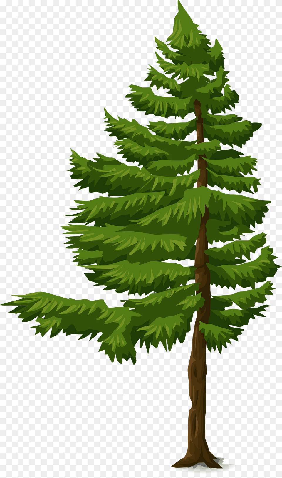 Green Coniferous Tree Clipart, Conifer, Fir, Pine, Plant Free Png