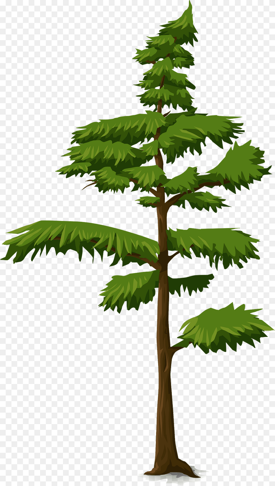 Green Coniferous Tree Clipart, Conifer, Pine, Plant, Vegetation Free Png