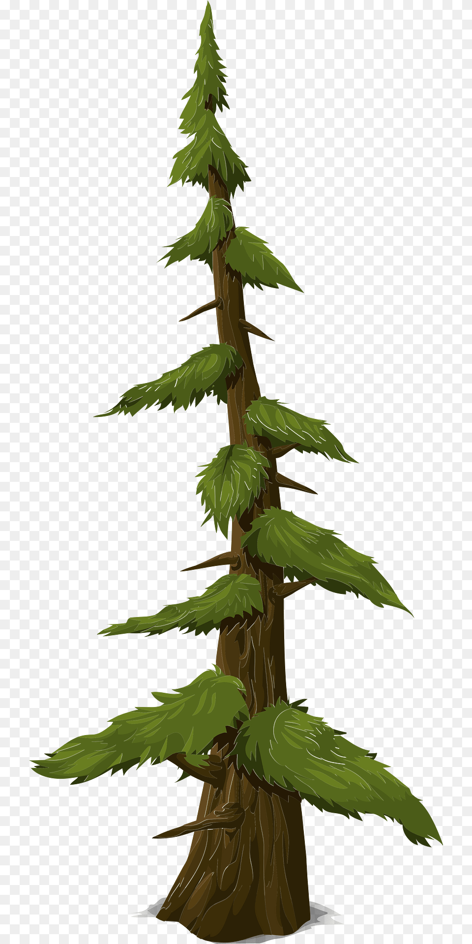 Green Coniferous Tree Clipart, Conifer, Fir, Plant, Pine Png Image