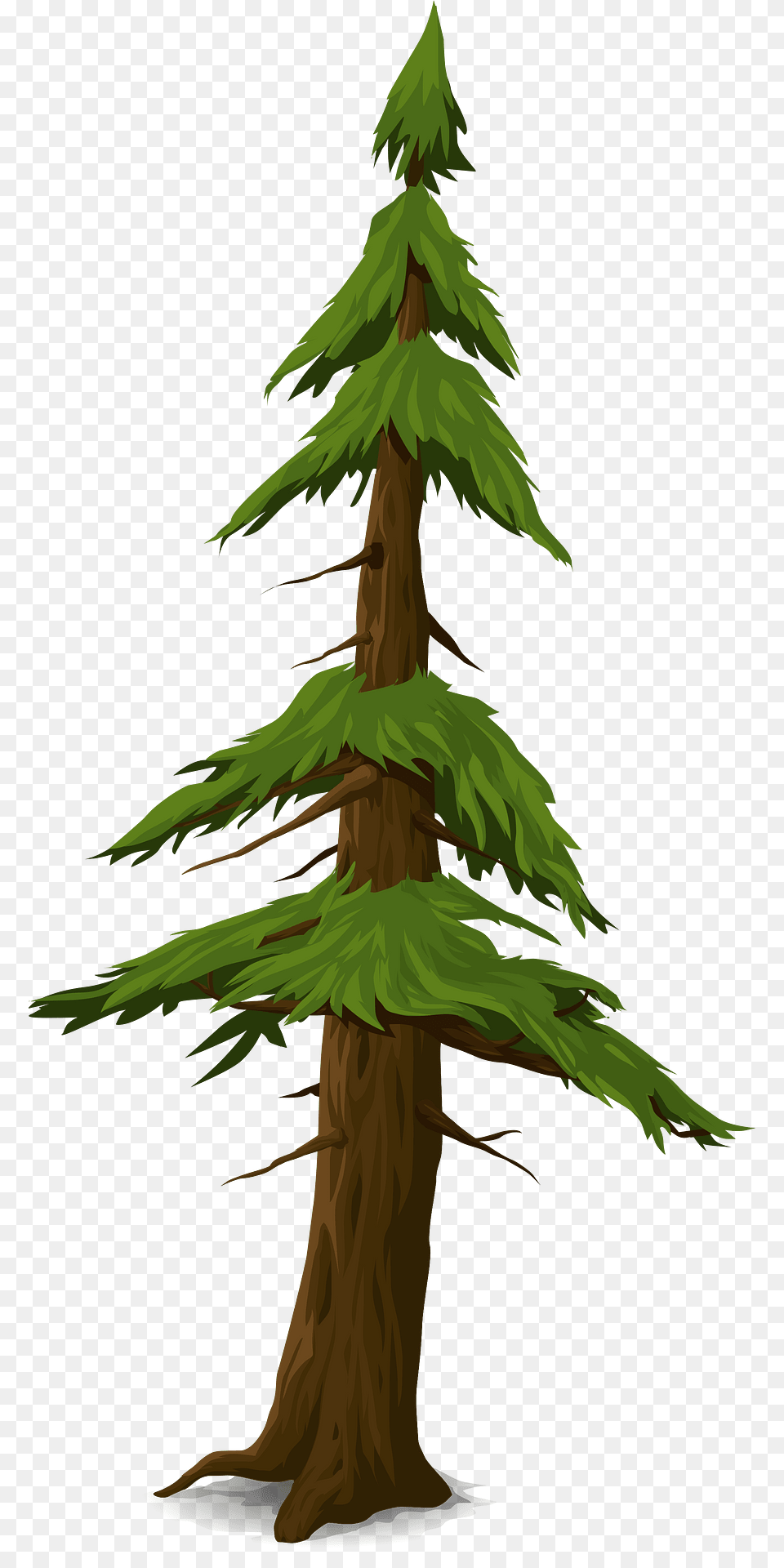 Green Coniferous Tree Clipart, Conifer, Fir, Plant, Pine Free Transparent Png